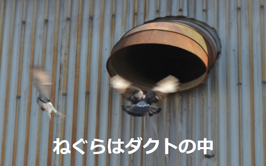 ねぐらはダクトの中