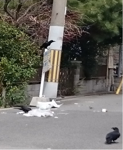 ゴミあさり　見張り役のカラス