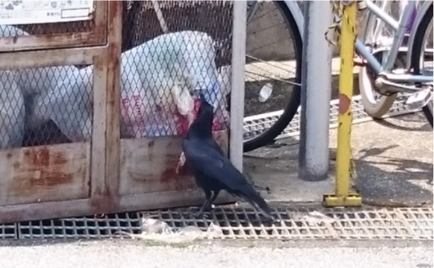 ゴミ置場を荒らすカラス
