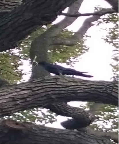 金属ハンガ－を咥えたカラス